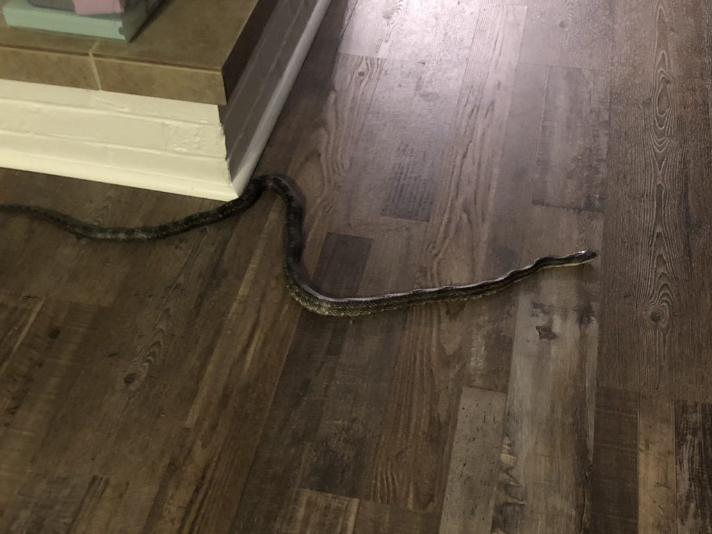 Snakes are part of the Bible and part of Advent and oh yeah part of 2020.